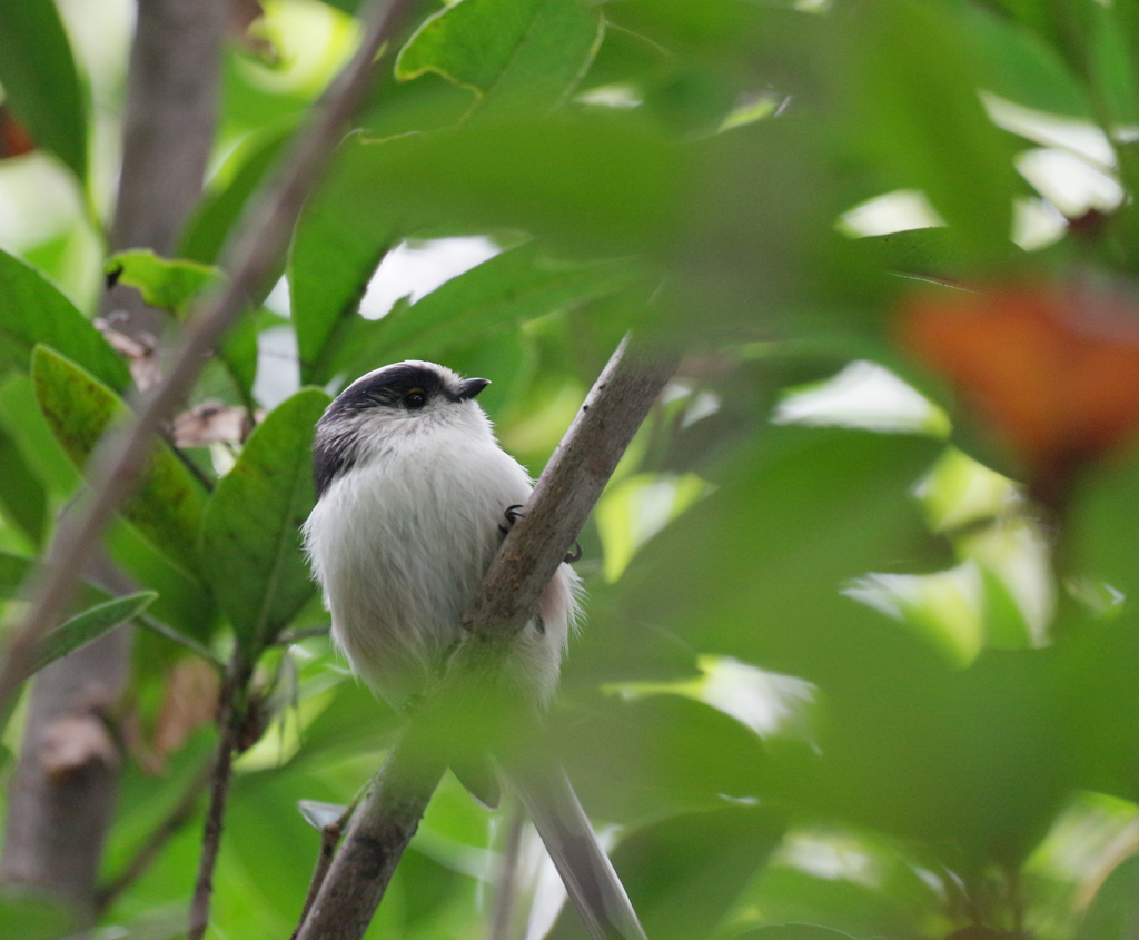 今季初撮り　３