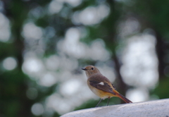 今季初撮り　７