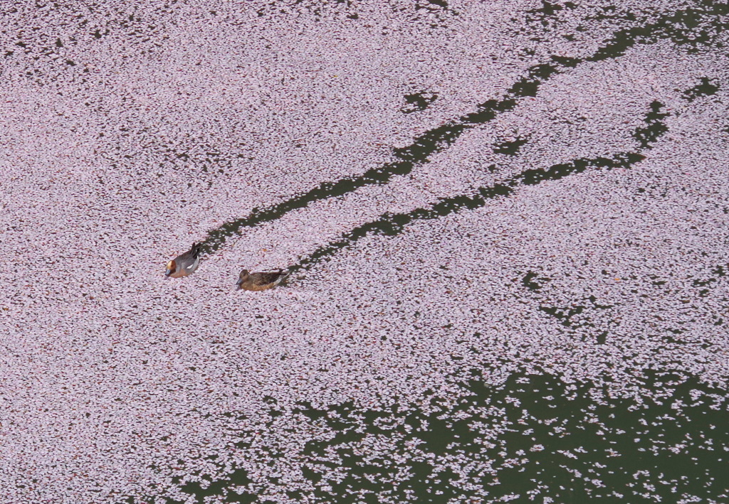 ピンクの絨毯