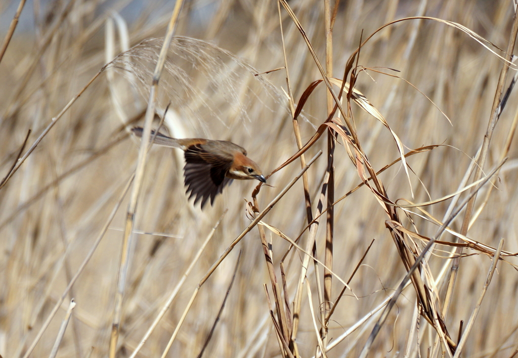 河川敷散歩　８