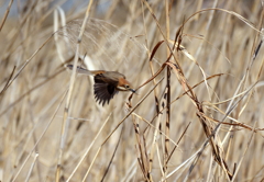 河川敷散歩　８
