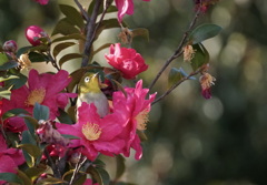 花　園