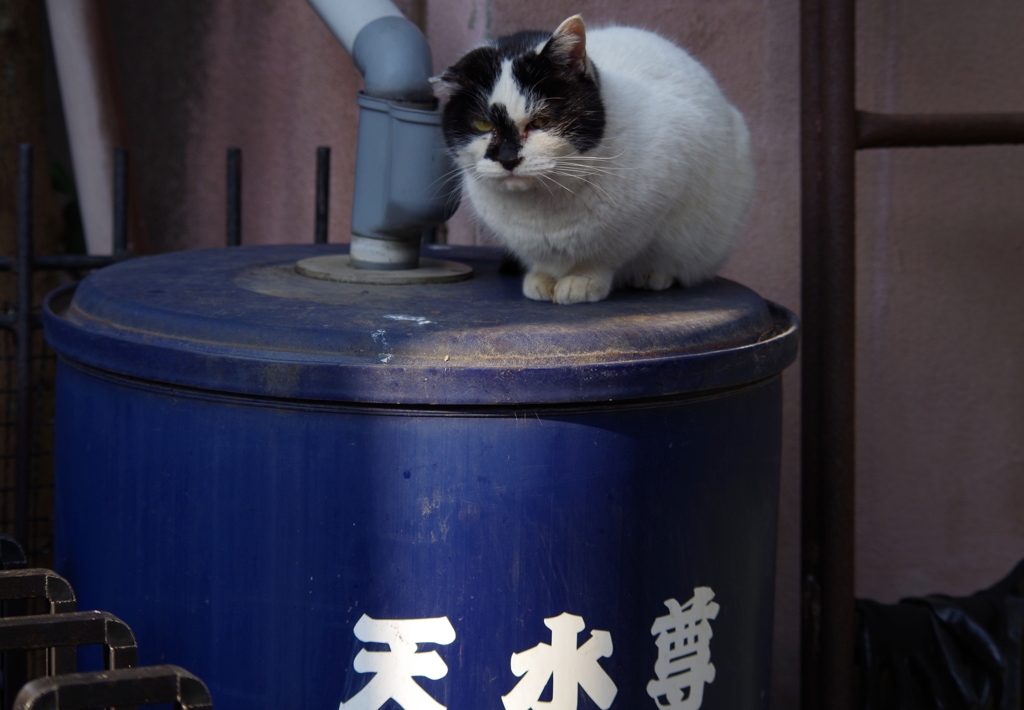 谷中のボス
