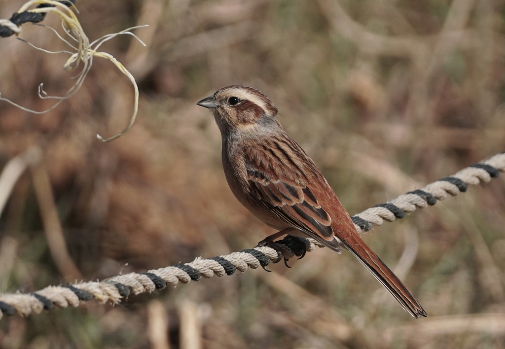 ホウジロ科の面々　２