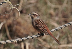 ホウジロ科の面々　２