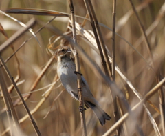 河川敷散歩　１２