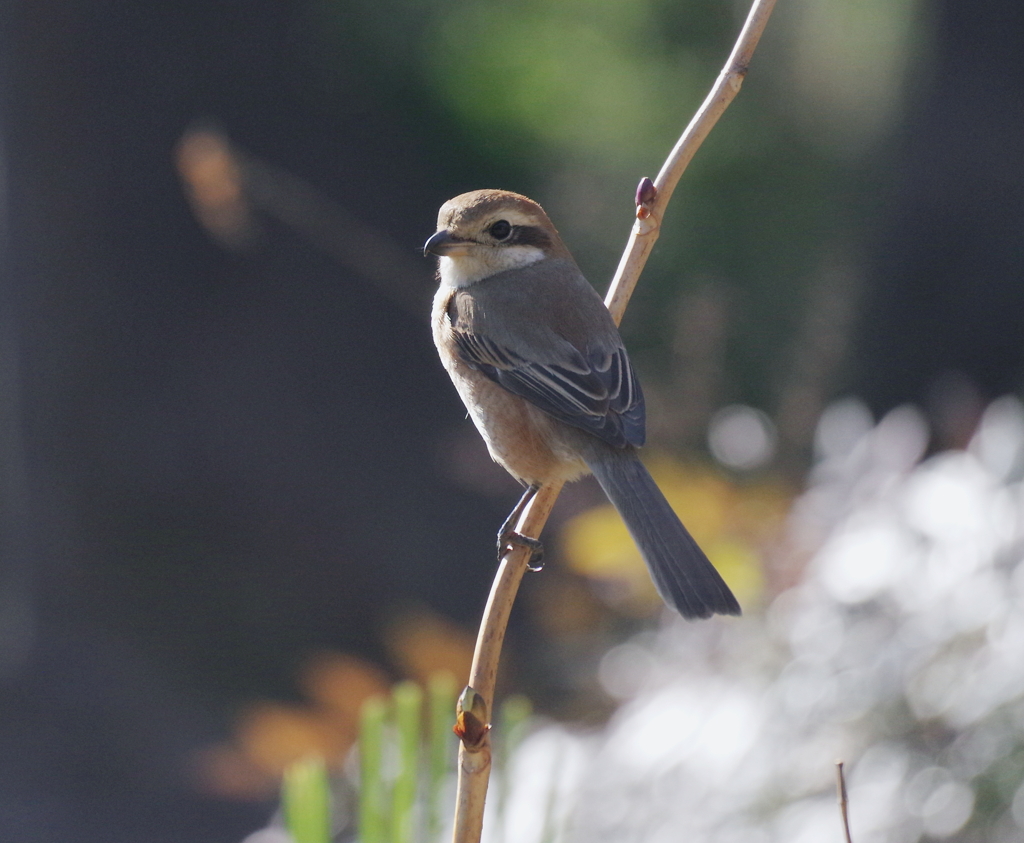 モズ姫　portrait