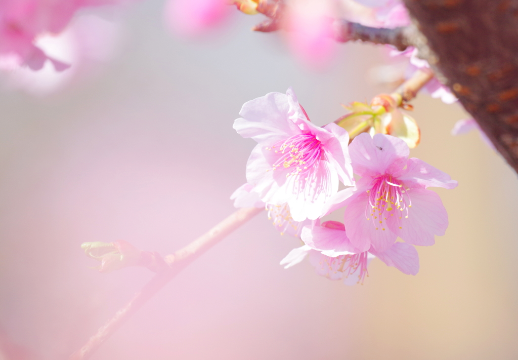河津桜