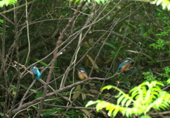 一番子　巣立つ