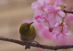ジローの移り気