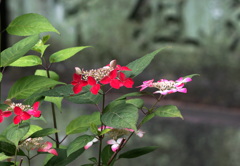 水無月 紅