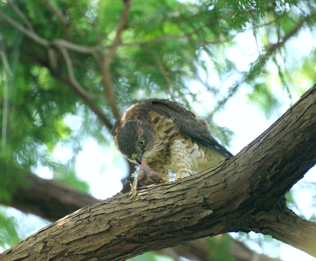 成長記録　７/１９　その１