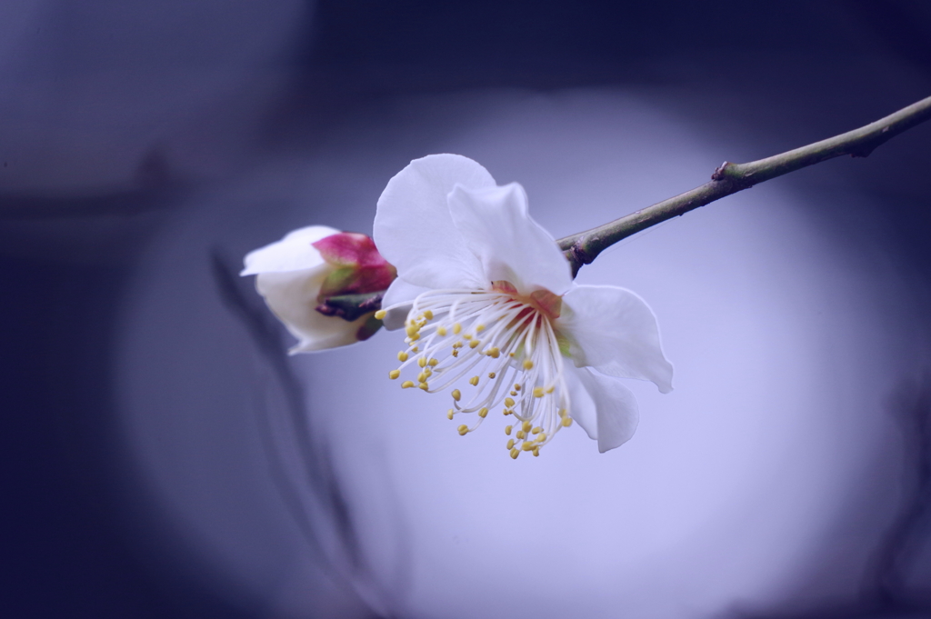 清　楚