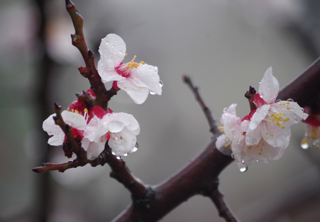 梅　雨！？