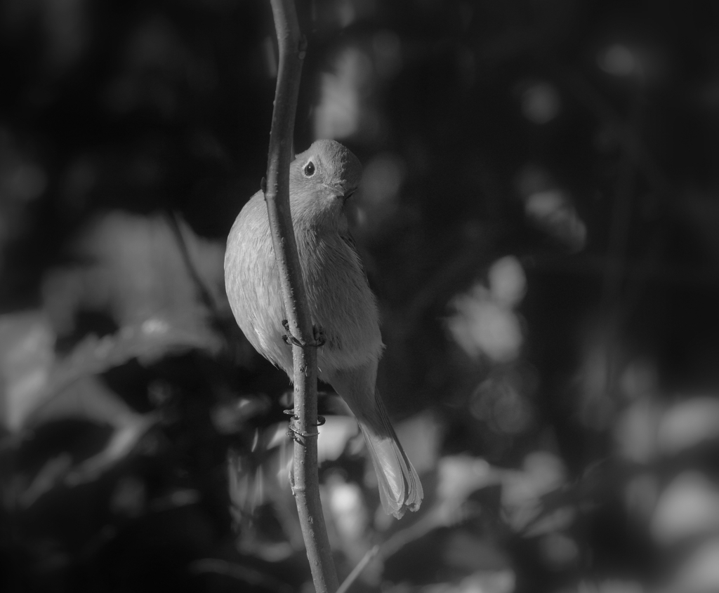 ジョビ子　ポートレート　２