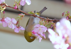 春が来た？　２