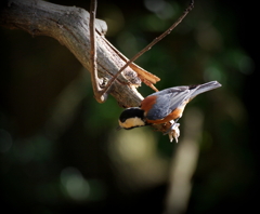 今季初撮り　１１