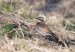 ダルマさんが転んだ　^_^