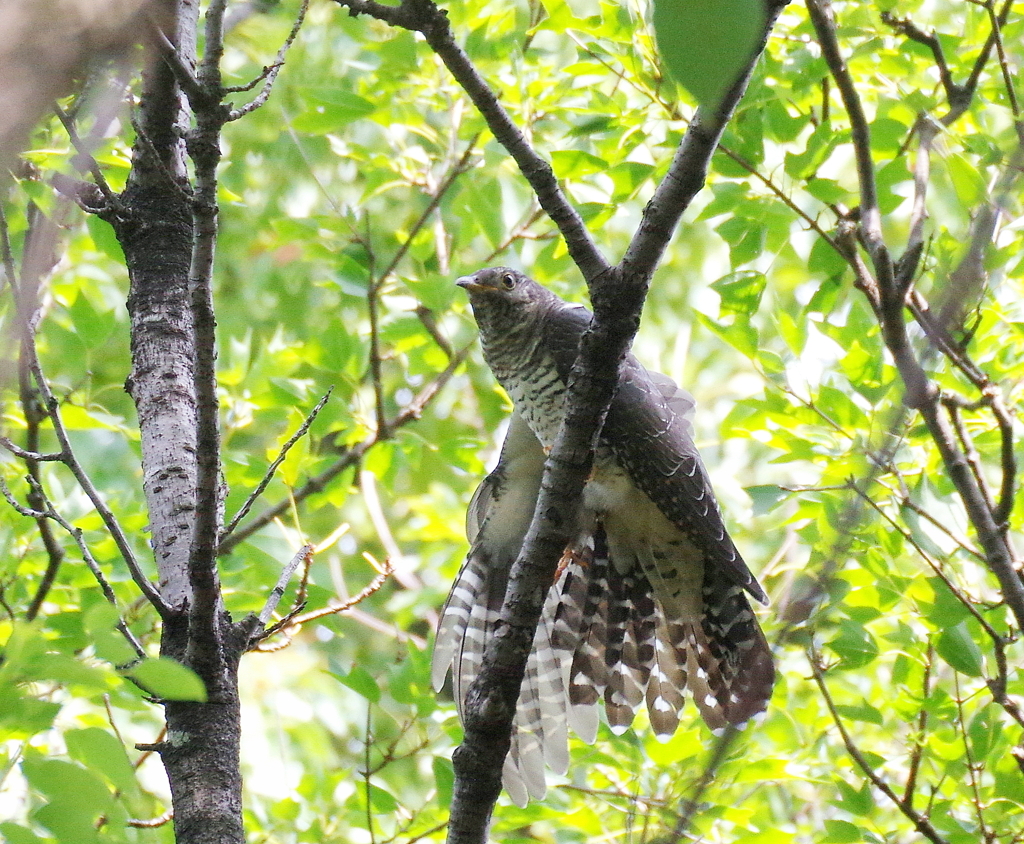 今季　初撮り　２