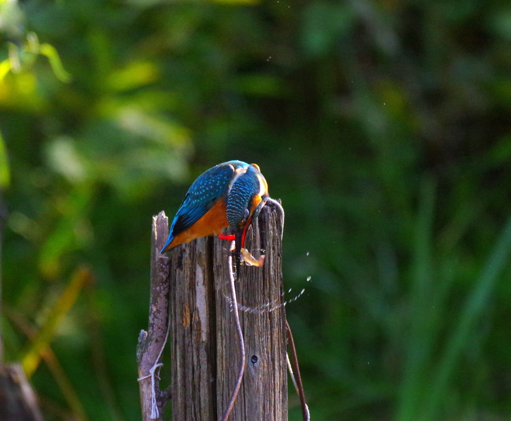 グルッ　グルッ　グルッ！