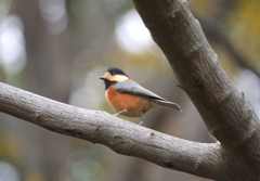 おしゃまなヤマちゃん　１
