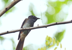 今季　初撮り　１