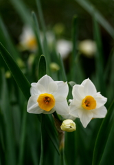 ファミリー（前）