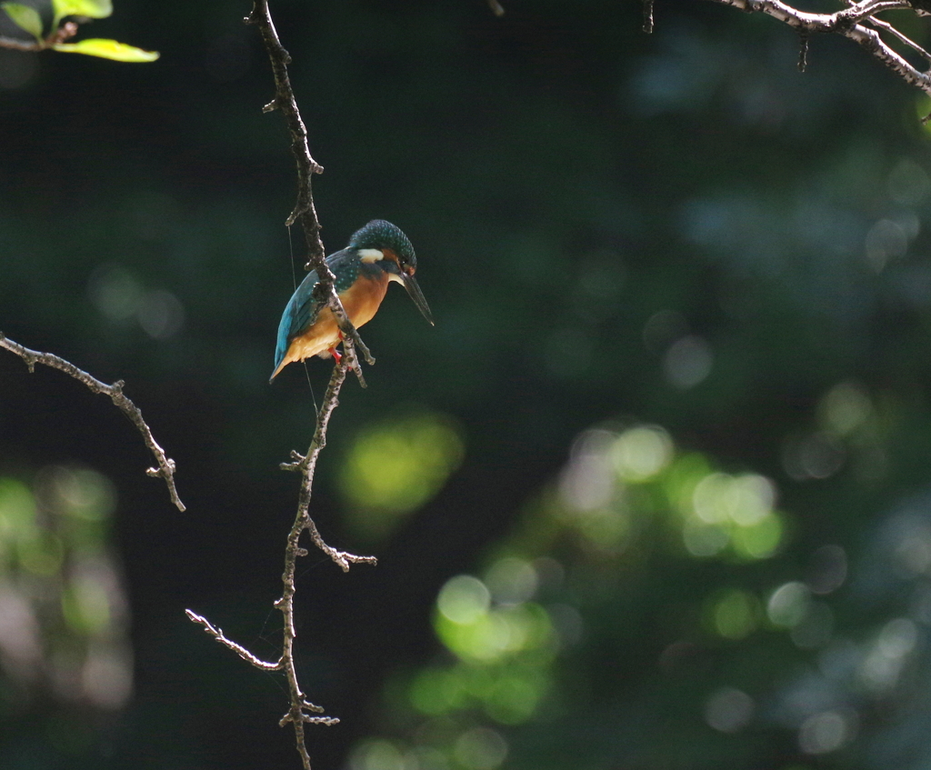 水面（みなも）の輝き