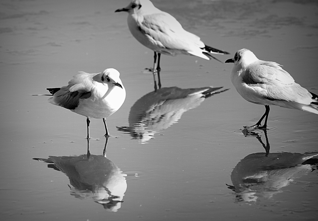 氷上のジョナ３！！！