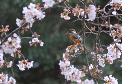 桜カワセミ　４