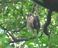 成長記録　７/７　その１
