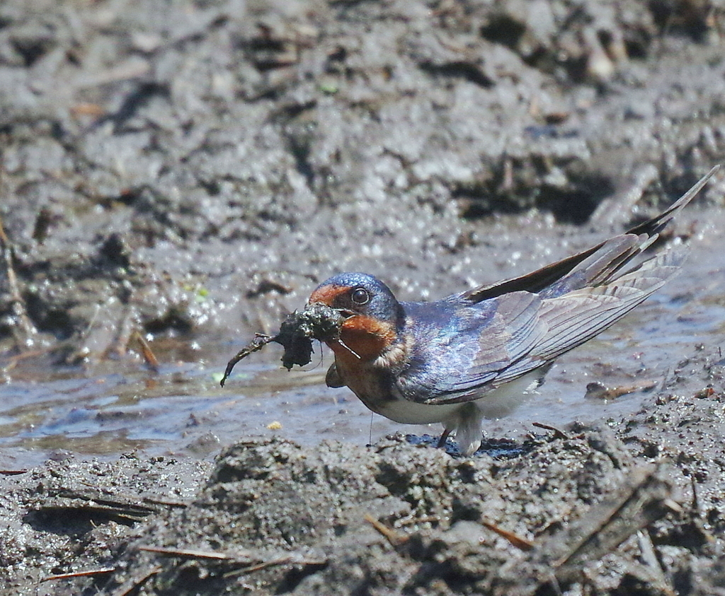 ツバメさん参上