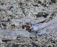 ツバメさん参上