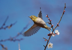 咲いたぞ〜　＼(^o^)／