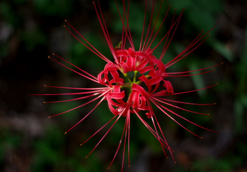 長月の花火