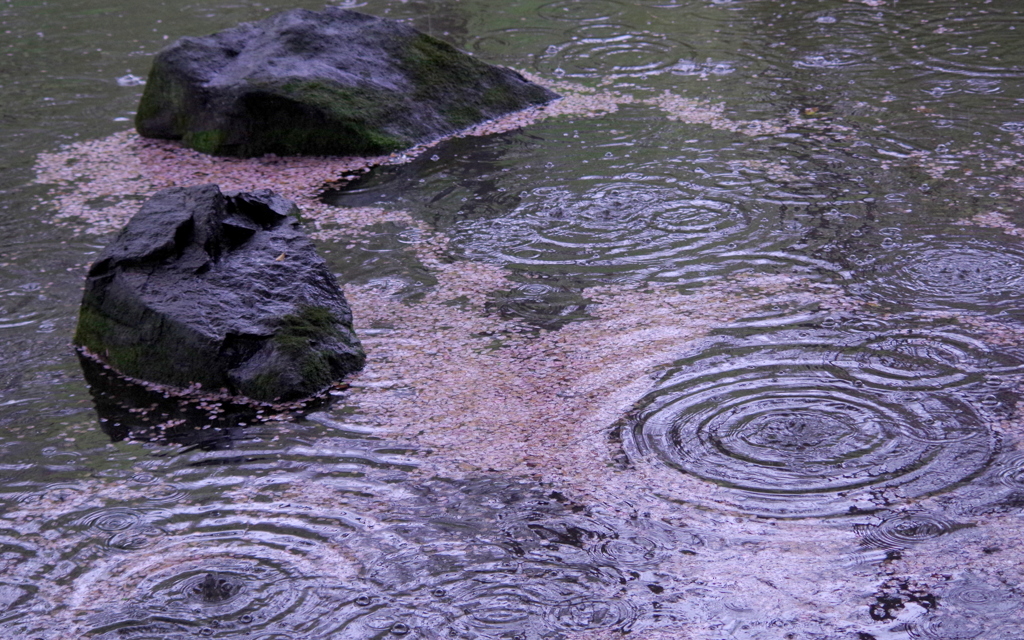 花散らしの雨　②