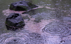 花散らしの雨　②