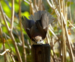 姫　飛びますわよ！（前）