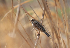 河川敷散歩　１１