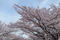 我が町の桜・・・
