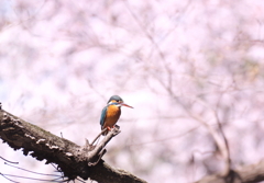 桜カワセミ　１