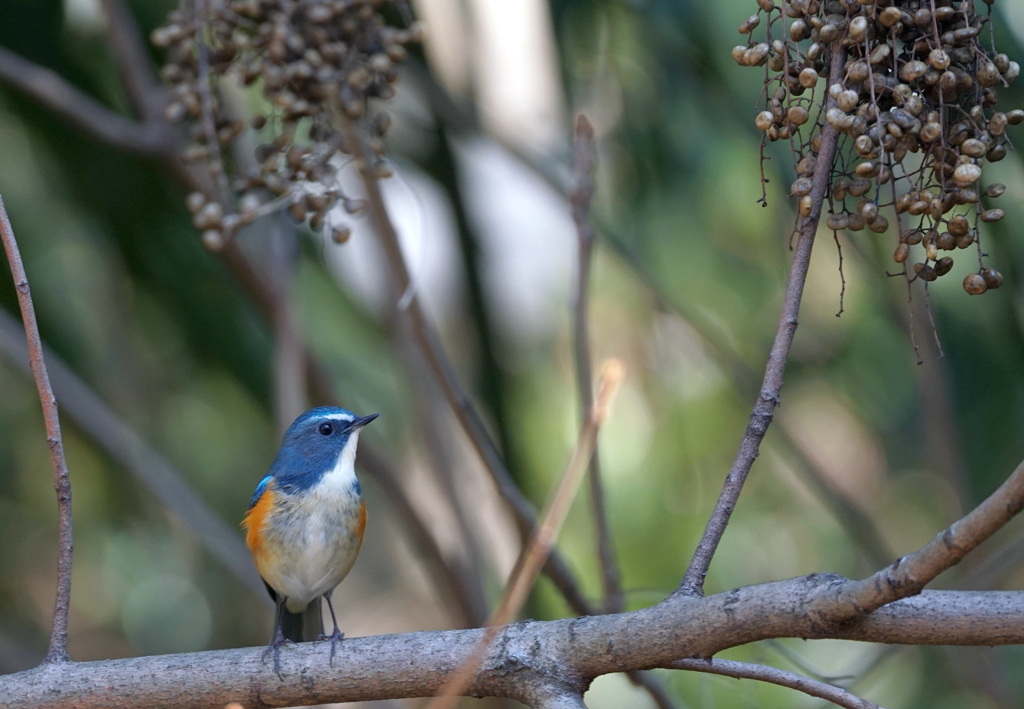 ど〜れにしようかな!？