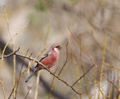 Benny Goodbird  !(^^)! 