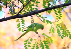 Green  Green   1
