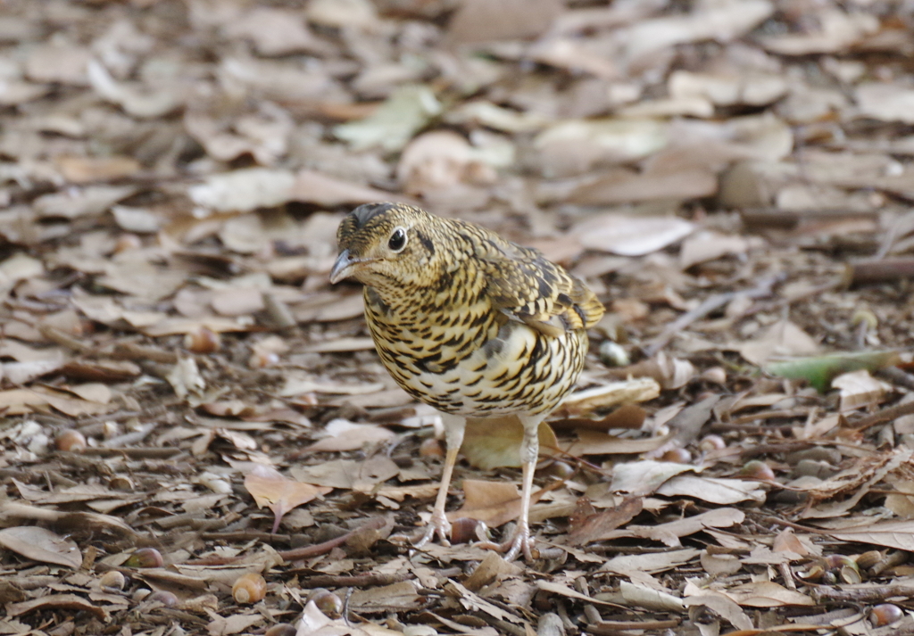 枯れ葉隠れの術