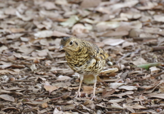 枯れ葉隠れの術