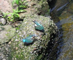 お子ちゃま巣立ち お子ちゃま巣立ち