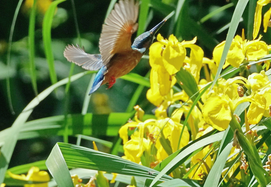 黄菖蒲