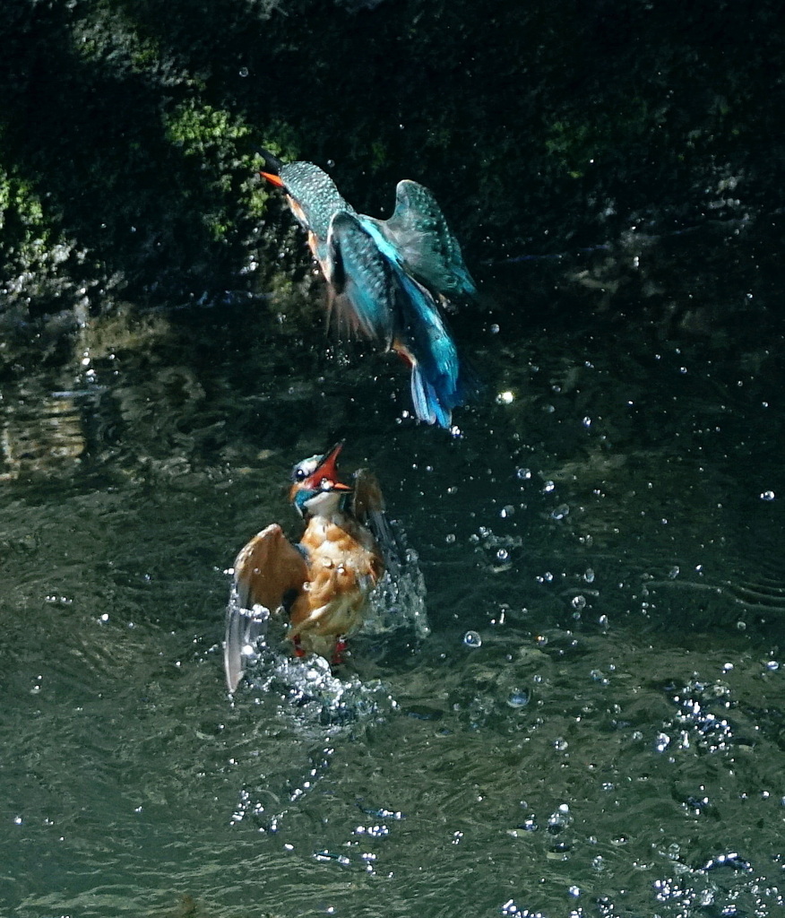 水中バトル