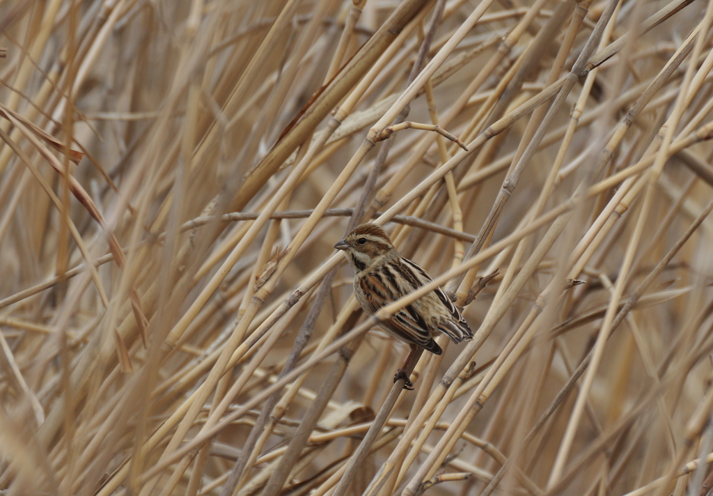 河川敷散歩　３